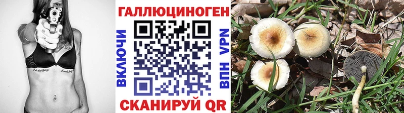 Псилоцибиновые грибы Psilocybe Новокубанск